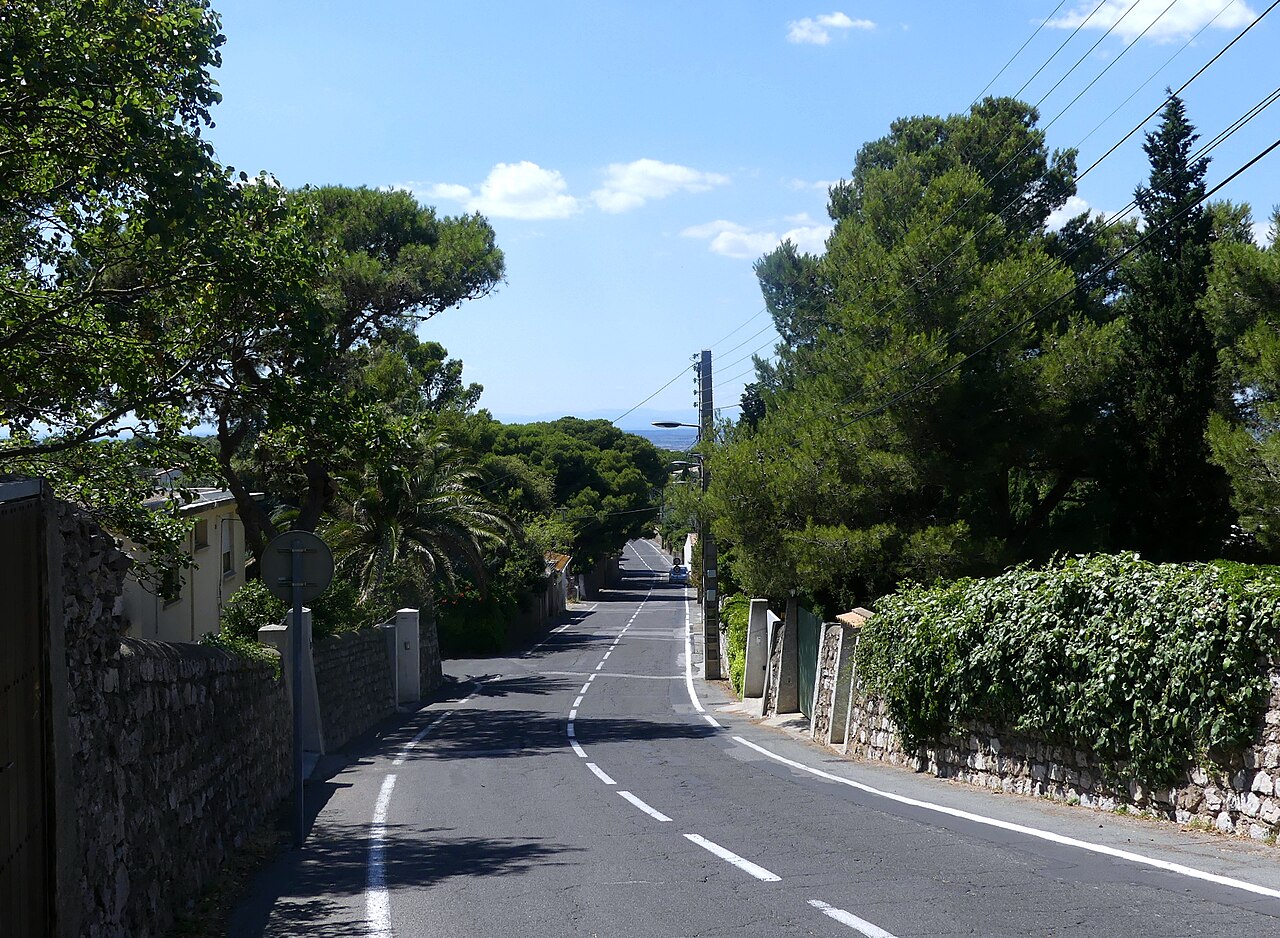 Le chemin des Pierres Blanches bord� de pins sur le Mont Saint-Clair